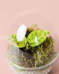 Terrário Drop – Macodes Petola Ovo Mini
