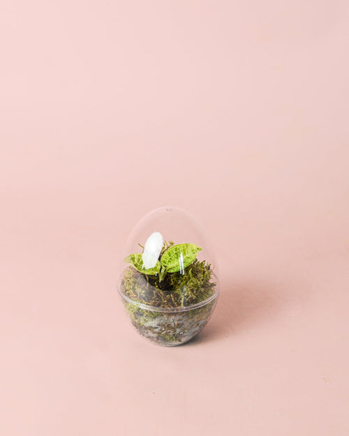 Terrario Drop – Macodes Petola Ovo Mini - Pur Plant