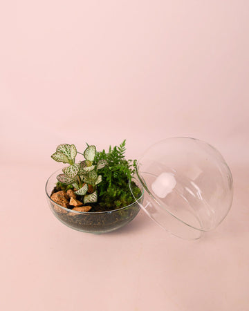 Terrário Terra – Fetos