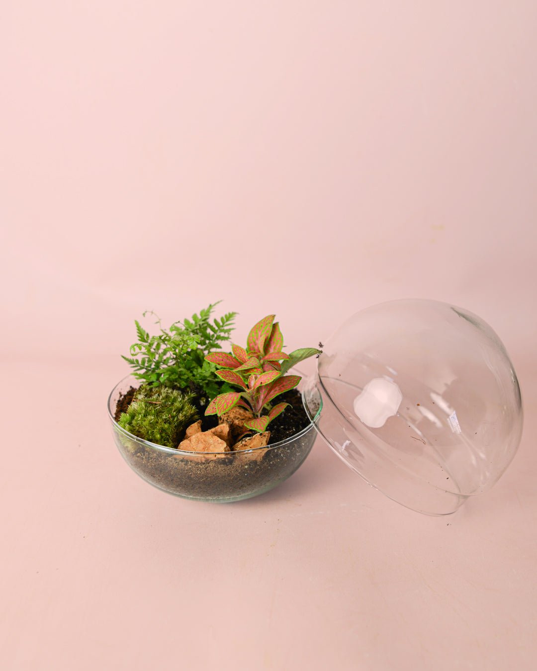 Terrario Earth – Helecho M - Pur Plant