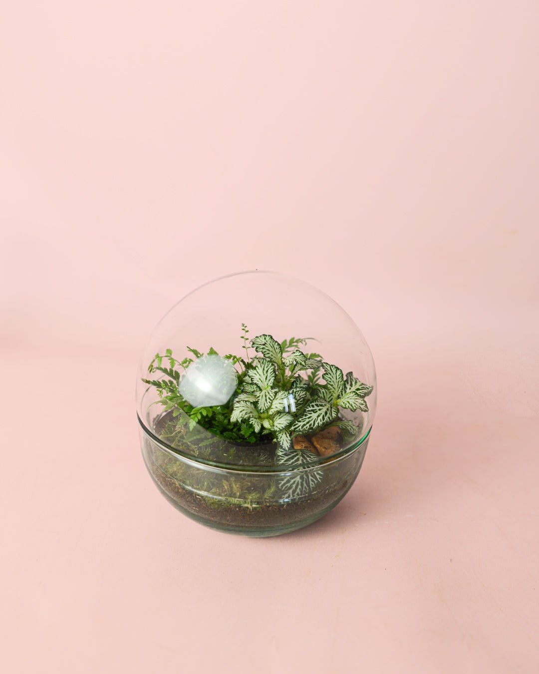 Terrario Earth – Helecho M - Pur Plant
