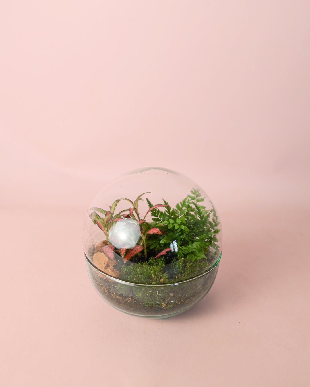 Terrario Earth – Helecho M - Pur Plant