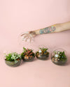 Terrario Earth – Helecho M - Pur Plant