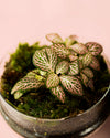 Terrario Essence – Fittonias Ovo Mix Mini - Pur Plant