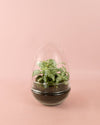 Terrario Essence – Fittonias Ovo Mix Mini - Pur Plant