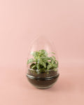 Terrário Essence – Fitónias Ovo Mix Mini