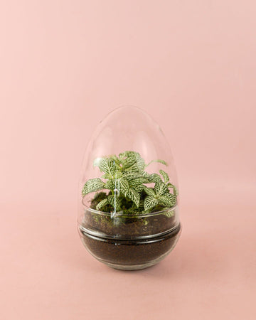 Terrário Essence – Fitónias Ovo Mix Mini