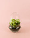 Terrario Essence – Fittonias Ovo Mix Mini - Pur Plant