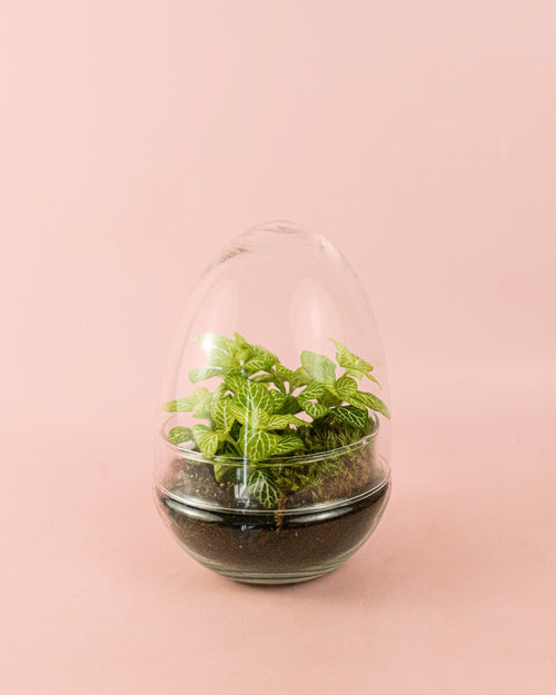 Terrario Essence – Fittonias Ovo Mix Mini - Pur Plant