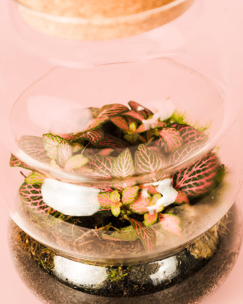 Terrario Euphoria – Fittonia M - Pur Plant