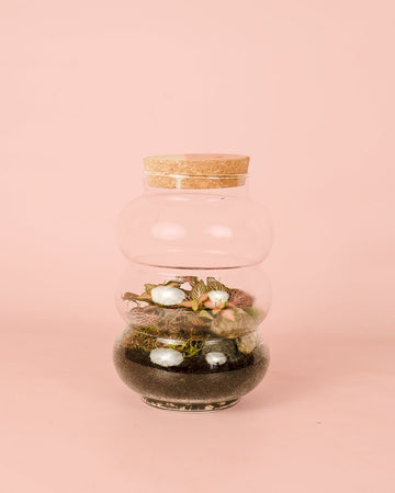 Terrário Euphoria – Fittonia M