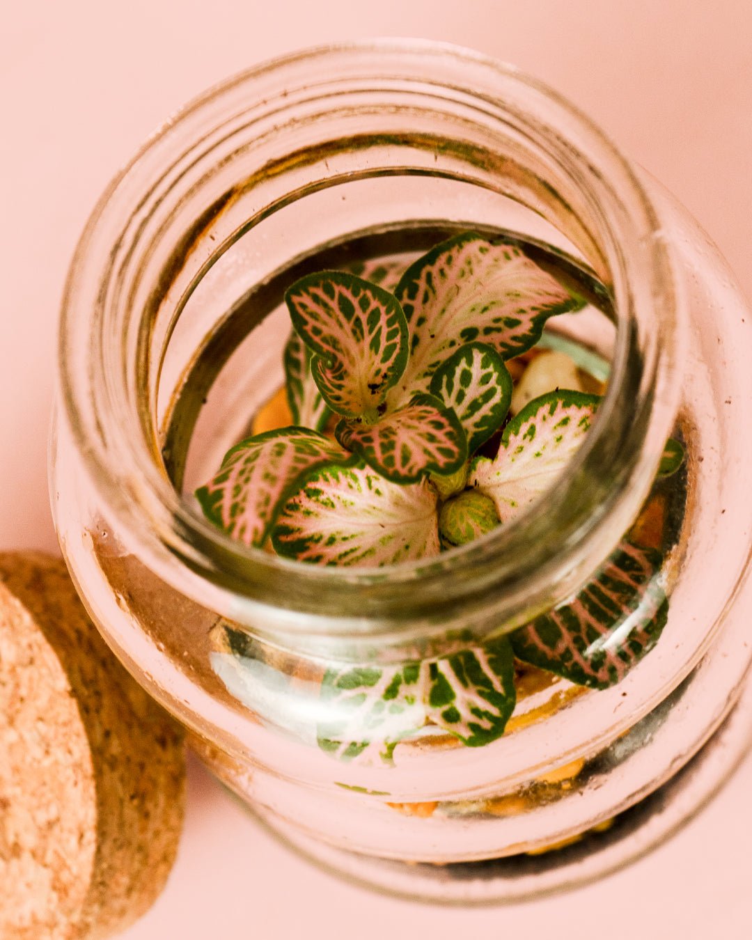 Terrario Euphoria – Fittonia Mix Mini - Pur Plant