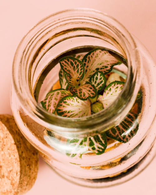 Terrario Euphoria – Fittonia Mix Mini - Pur Plant
