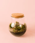 Terrário Evergreen – Fittonia L