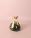 Terrario Fresh – Fittonia Mix Mini - Pur Plant