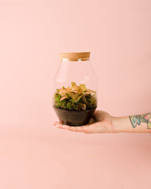 Terrario Harmony – Fittonia M - Pur Plant