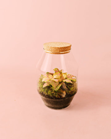 Terrário Harmony – Fittonia M
