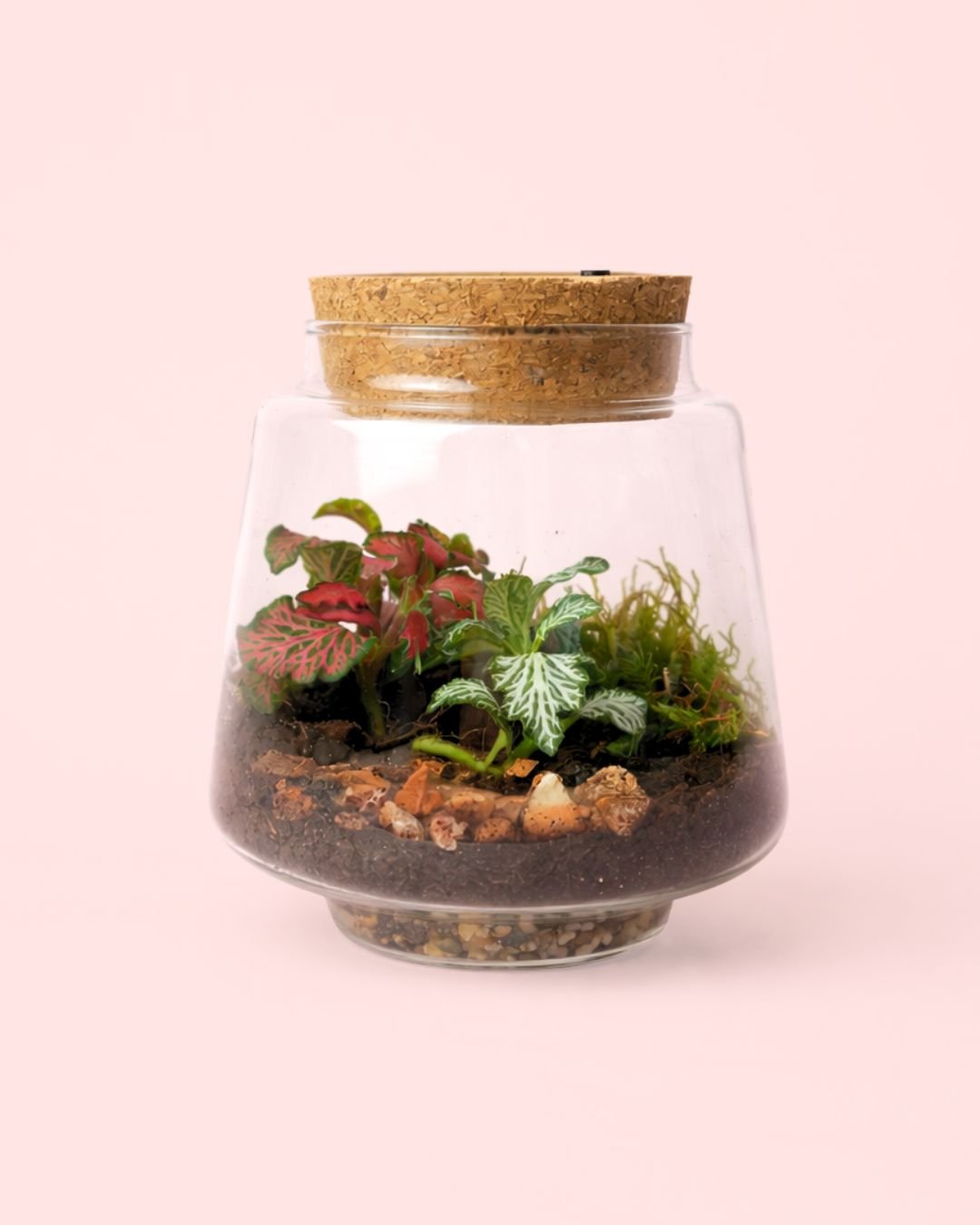Terrario Light – Fittonias Mix M - Pur Plant