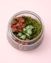 Terrario Light – Fittonias Mix M - Pur Plant