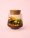 Terrario Light – Fittonias Mix M - Pur Plant
