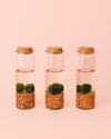 Terrario Line – Marimo Ball Tubo M - Pur Plant