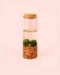 Terrário Linha – Marimo Ball Tubo M