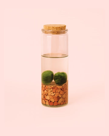 Terrário Linha – Marimo Ball Tubo M