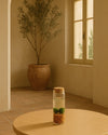 Terrario Line – Marimo Ball Tubo M - Pur Plant
