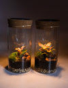 Terrario Magic – Terrario Solar Mini - Pur Plant