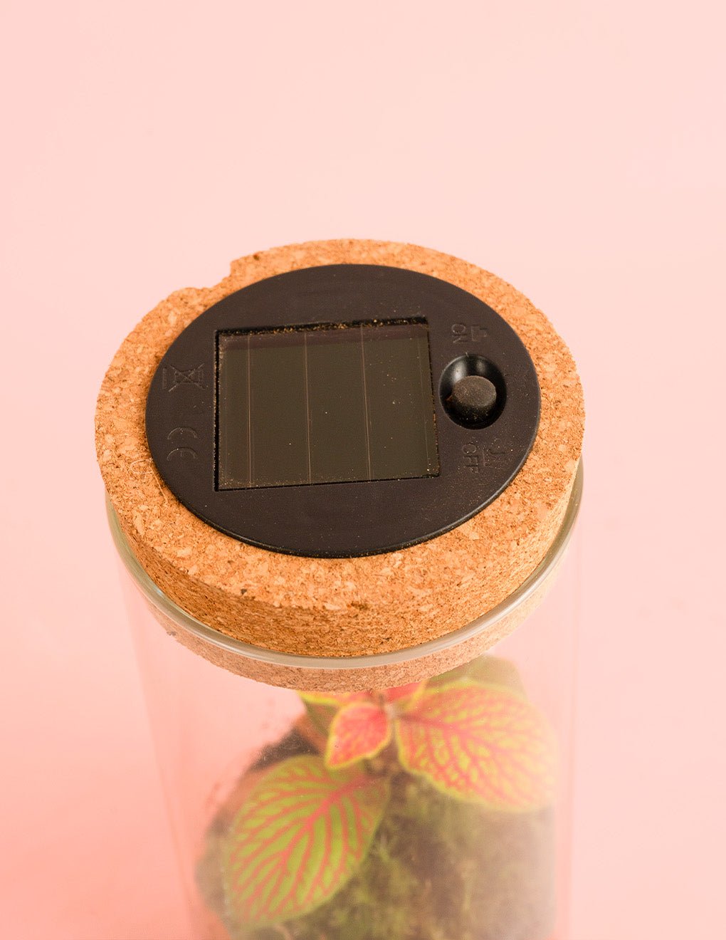 Terrario Magic – Terrario Solar Mini - Pur Plant