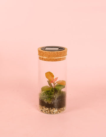 Terrário Magic – Terrário Solar Mini