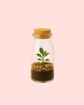 Terrário Mensagem – Garrafa Mini