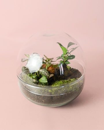 Terrário Oásis – Fícus e Fitónia L