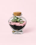 Terrário Pink Love – Fittonia Mini