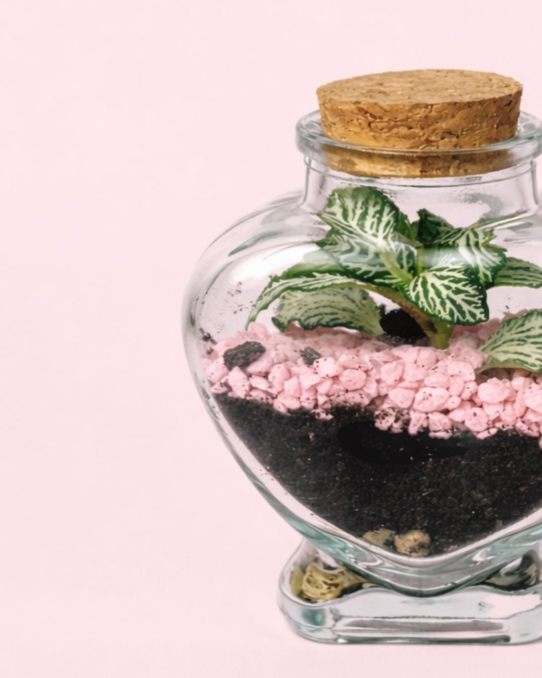 Terrario Pink Love – Fittonia Mini - Pur Plant