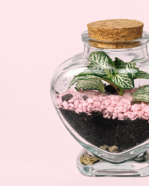 Terrario Pink Love – Fittonia Mini - Pur Plant