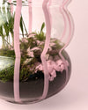 Terrario Pop – Fittonia L - Pur Plant