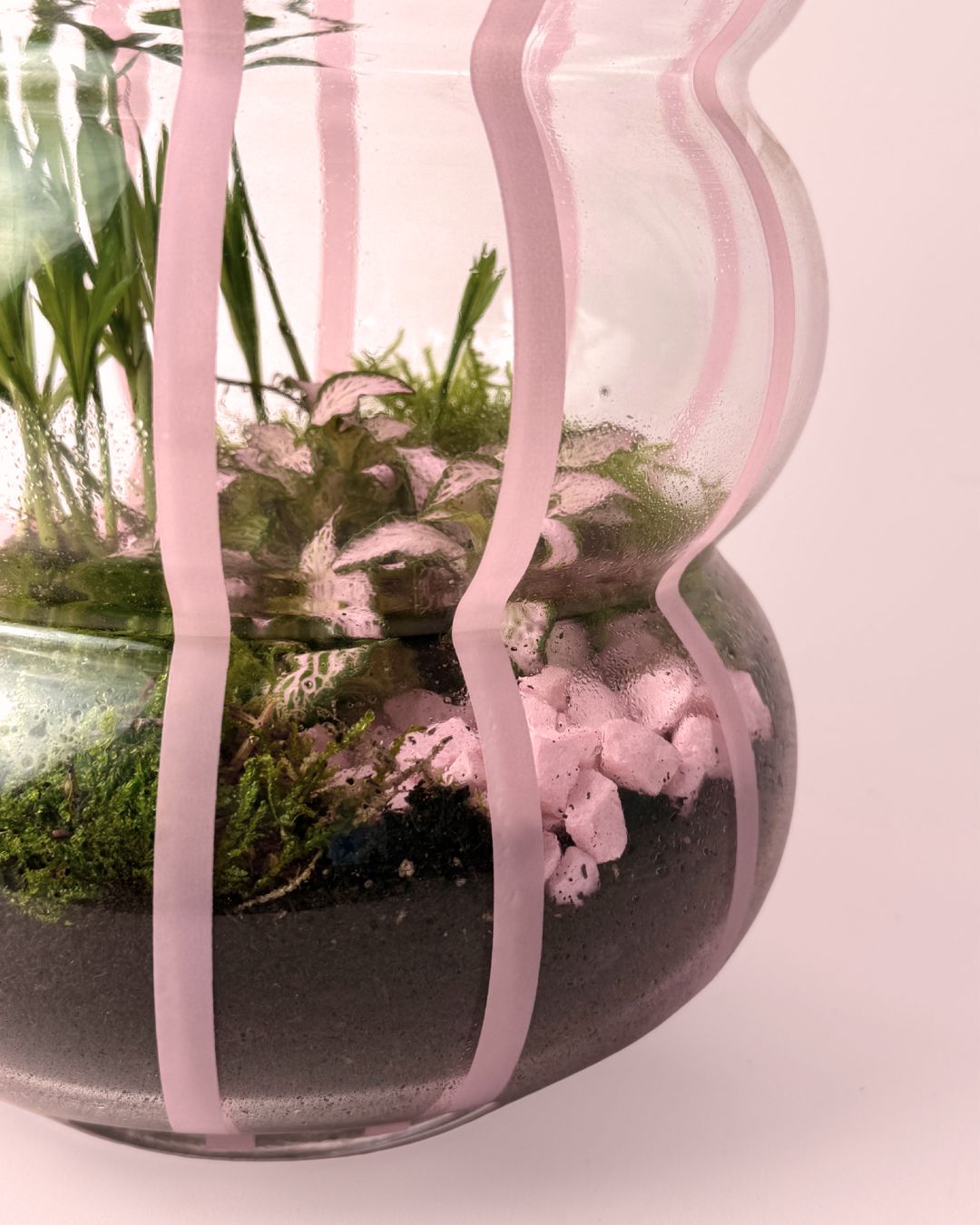 Terrario Pop – Fittonia L - Pur Plant