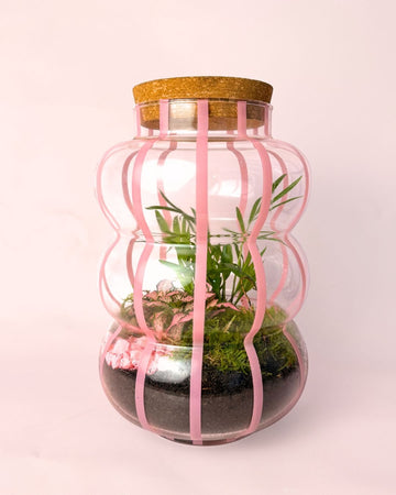 Terrário Pop – Fittonia L