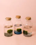 Terrário Puro – Garrafa de Bola Marimo
