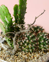 Terrario Sanctuary – Cactus L - Pur Plant