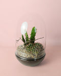 Terrário Santuário – Cacto L
