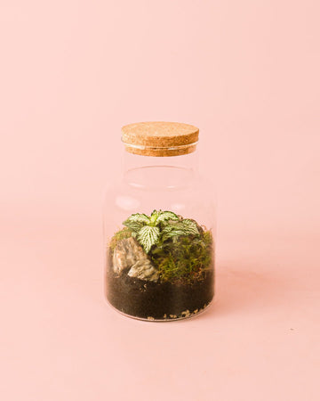 Terrário Serenity – Fittonia M