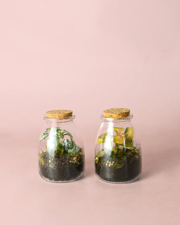 Terrário Soft – Fittonia Vaso Mix Mini
