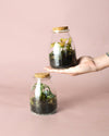 Terrario Soft – Fittonia Vaso Mix Mini - Pur Plant