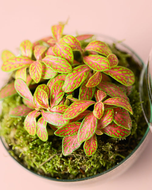 Terrario Sphere – Fittonia Bol Mini - Pur Plant
