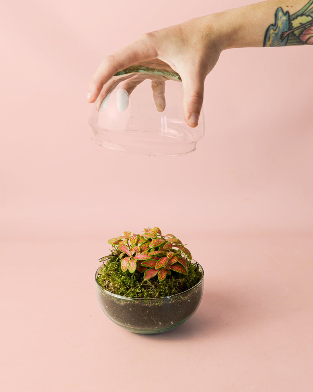 Terrario Sphere – Fittonia Bol Mini - Pur Plant