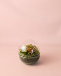 Terrário Sphere – Fitónia Bola Mini