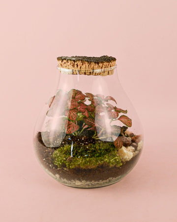 Terrário Valley – Fittónias Mix M