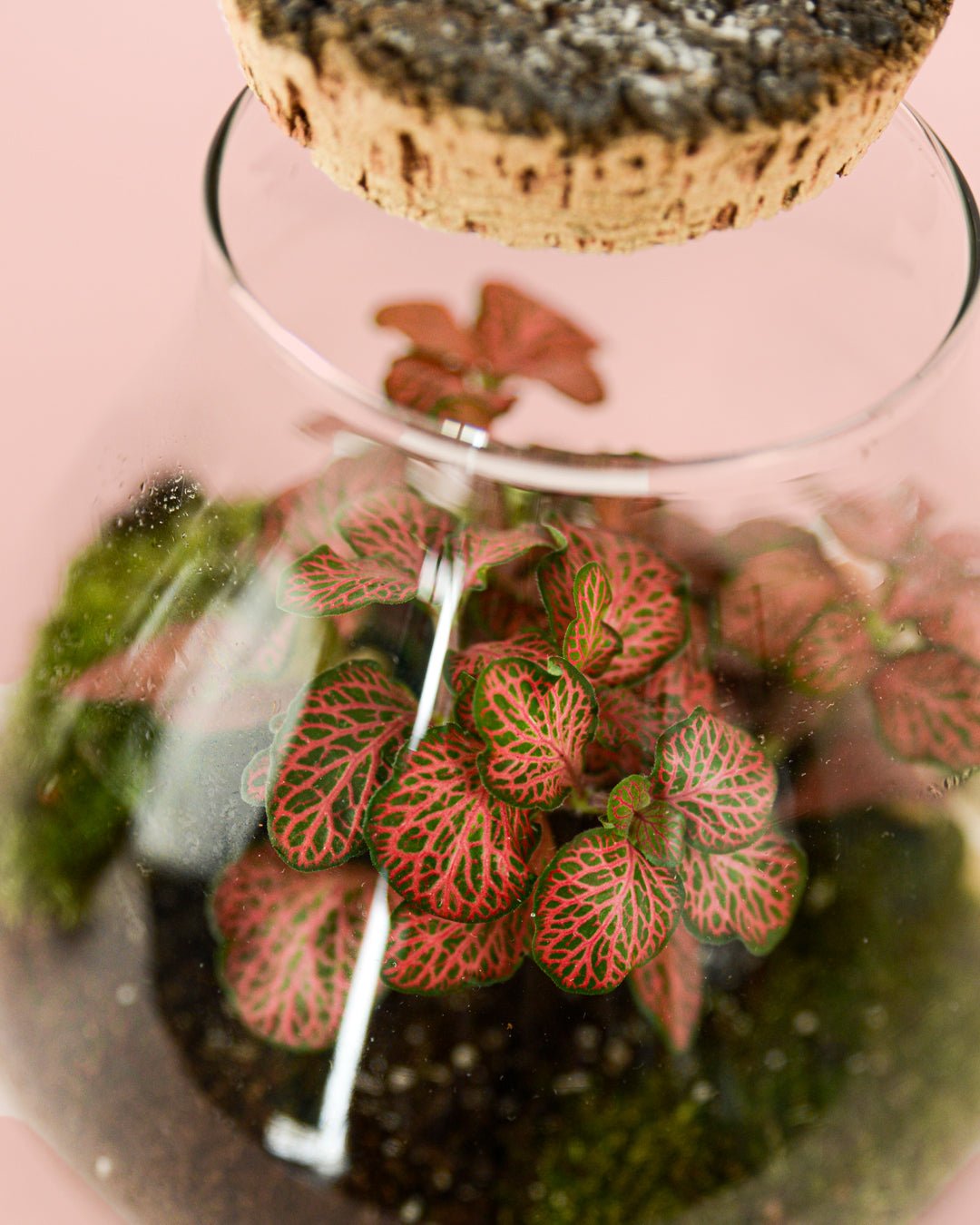Terrario Valley – Fittonias Mix M - Pur Plant
